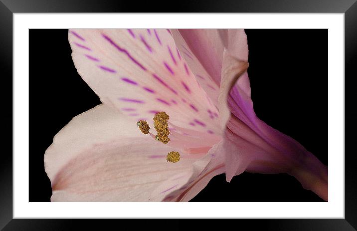 LILAC LILY Framed Mounted Print by Anthony Kellaway
