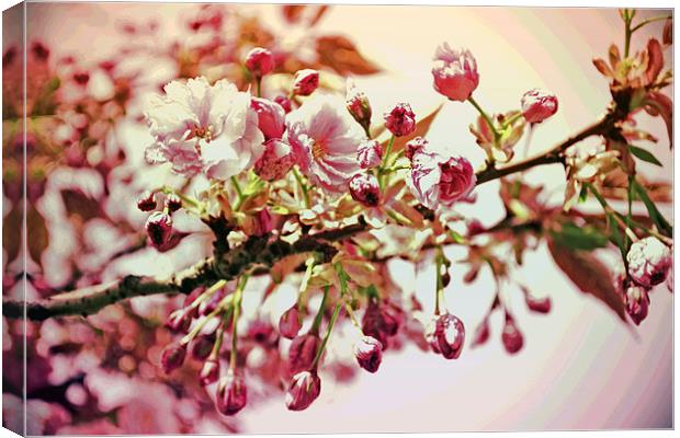 Cherry Blossoms VII Canvas Print by Nadeesha Jayamanne