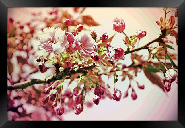 Cherry Blossoms VII Framed Print by Nadeesha Jayamanne