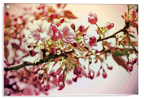 Cherry Blossoms VII Acrylic by Nadeesha Jayamanne