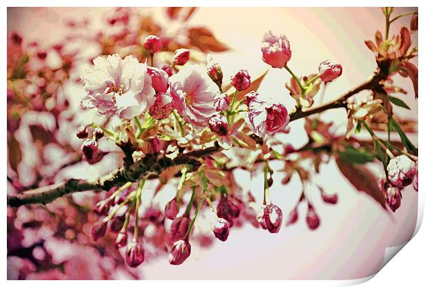 Cherry Blossoms VII Print by Nadeesha Jayamanne