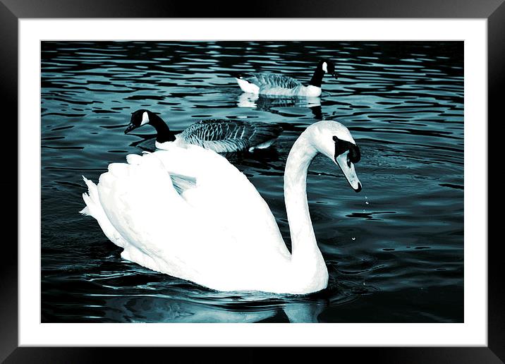 Water angels!! Framed Mounted Print by Nadeesha Jayamanne