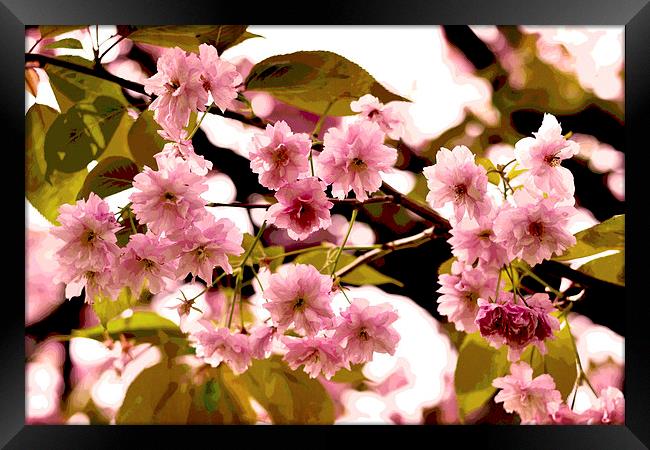 Cherry Blossoms VIII Framed Print by Nadeesha Jayamanne