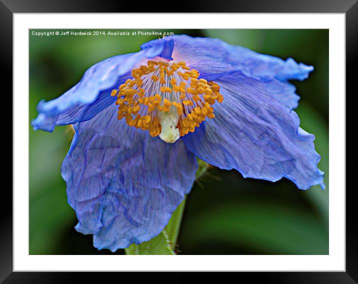 Blue Poppy.. Framed Mounted Print by Jeff Hardwick