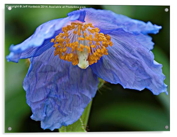 Blue Poppy.. Acrylic by Jeff Hardwick