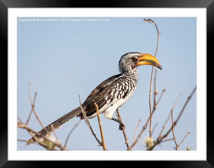Southern yellow-billed hornbill Framed Mounted Print by Graham Prentice