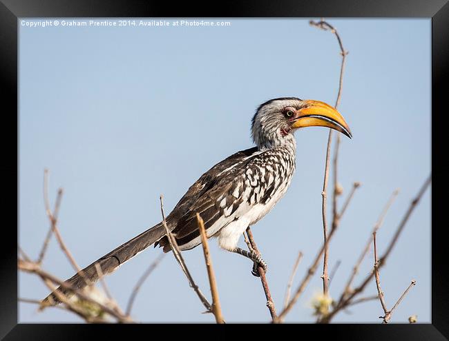 Southern yellow-billed hornbill Framed Print by Graham Prentice