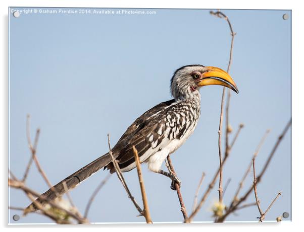 Southern yellow-billed hornbill Acrylic by Graham Prentice