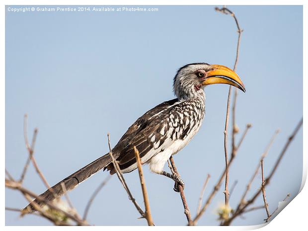 Southern yellow-billed hornbill Print by Graham Prentice