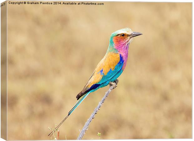 Lilac-Breasted Roller Canvas Print by Graham Prentice