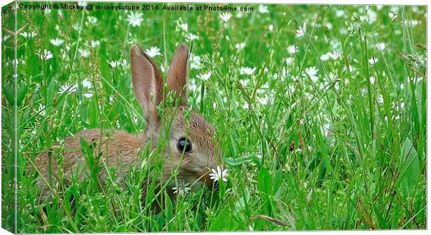 Baby Rabbit Hiding In The Grass Canvas Print by rawshutterbug 