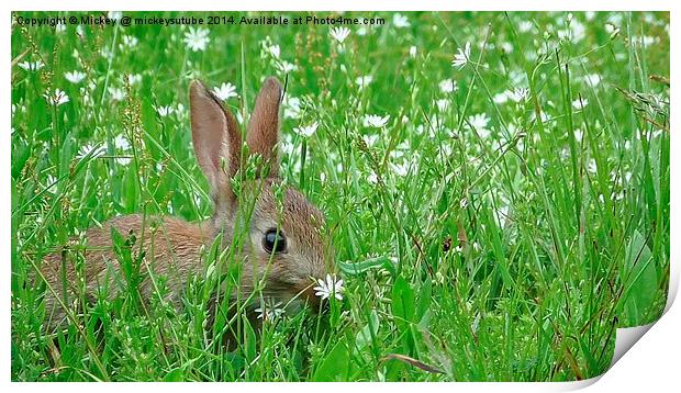 Baby Rabbit Hiding In The Grass Print by rawshutterbug 