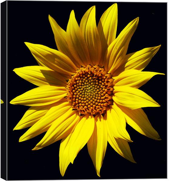 Glorious Sunflower 2 Canvas Print by james balzano, jr.