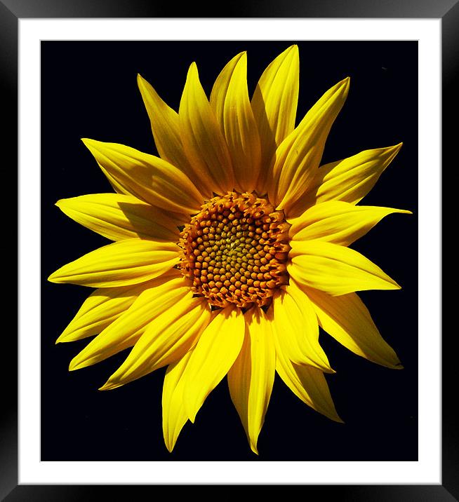 Glorious Sunflower 2 Framed Mounted Print by james balzano, jr.
