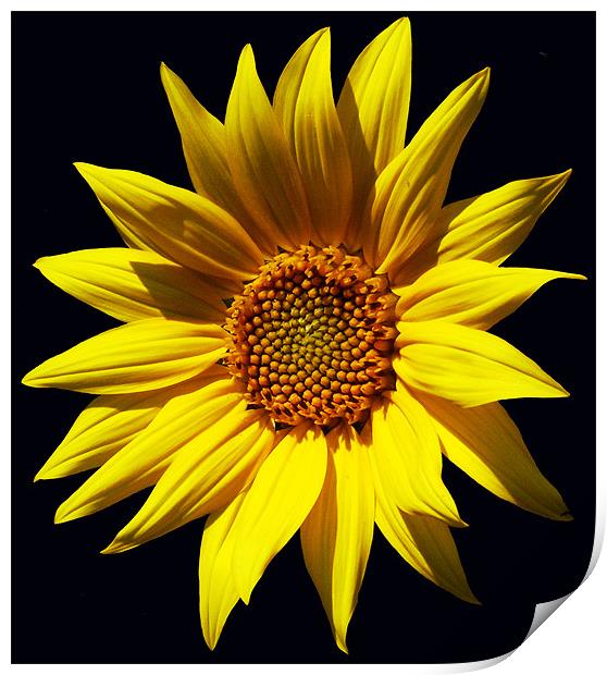 Glorious Sunflower 2 Print by james balzano, jr.
