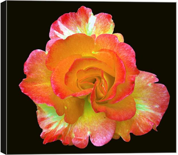 Glorious Rose Canvas Print by james balzano, jr.