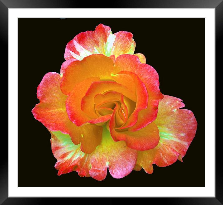 Glorious Rose Framed Mounted Print by james balzano, jr.