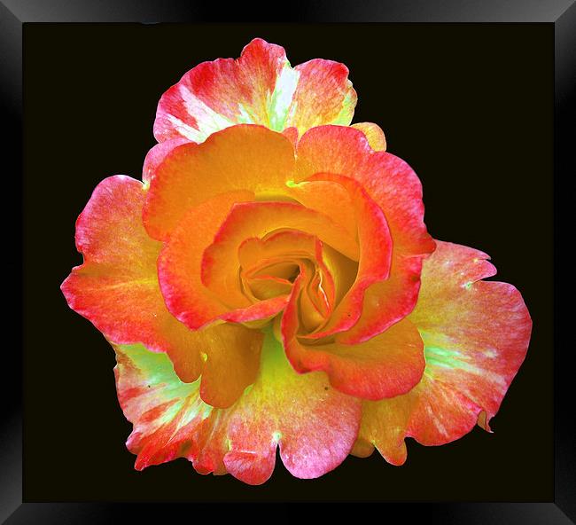 Glorious Rose Framed Print by james balzano, jr.