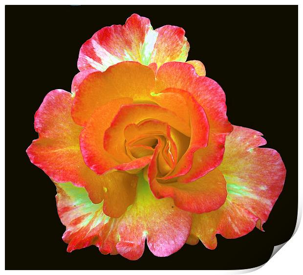 Glorious Rose Print by james balzano, jr.