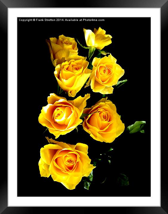 Yellow Roses Framed Mounted Print by Frank Stretton
