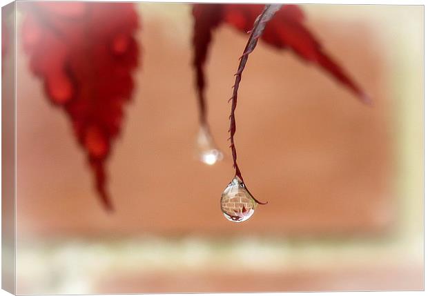 Reflections in a Raindrop Canvas Print by Helen Holmes