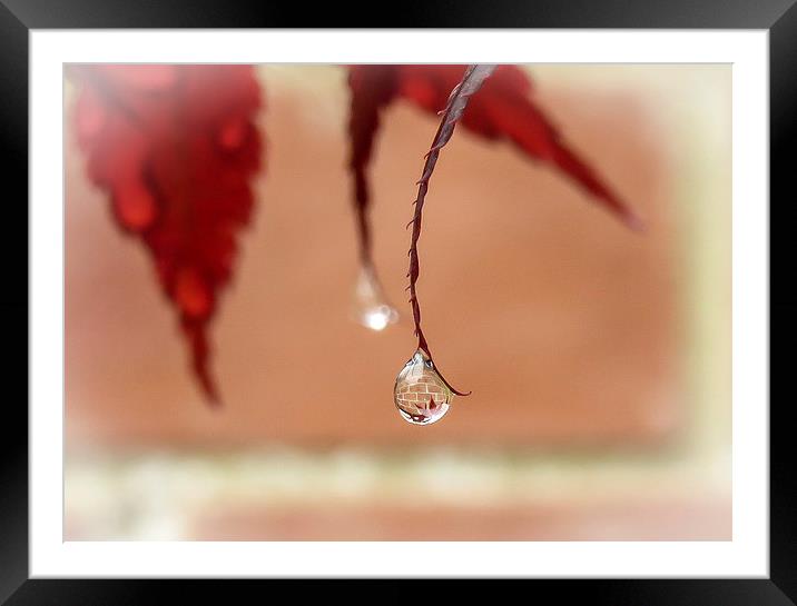 Reflections in a Raindrop Framed Mounted Print by Helen Holmes