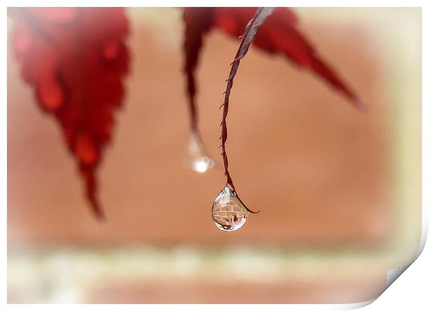 Reflections in a Raindrop Print by Helen Holmes