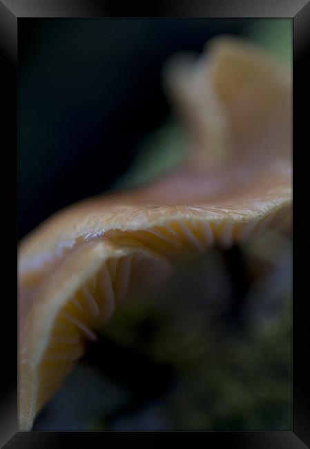 Magic Mushroom Framed Print by Sam Scott