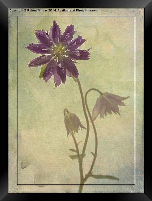 Columbine Framed Print by Robert Murray