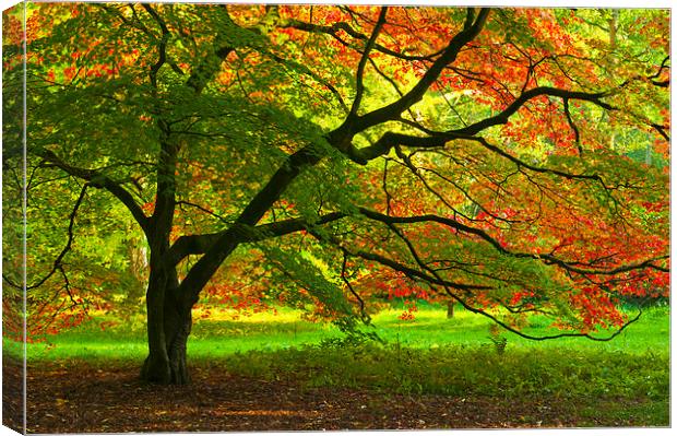 Colours of Autumn Canvas Print by Iksung Nah