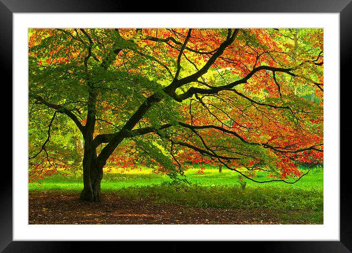 Colours of Autumn Framed Mounted Print by Iksung Nah