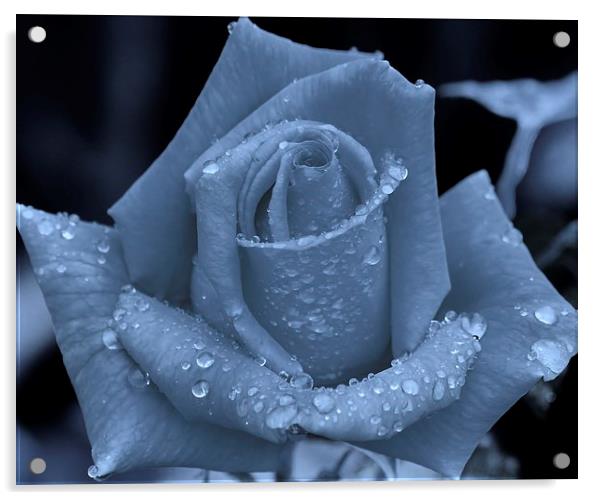 Raindrops on rose Acrylic by Deborah Evans