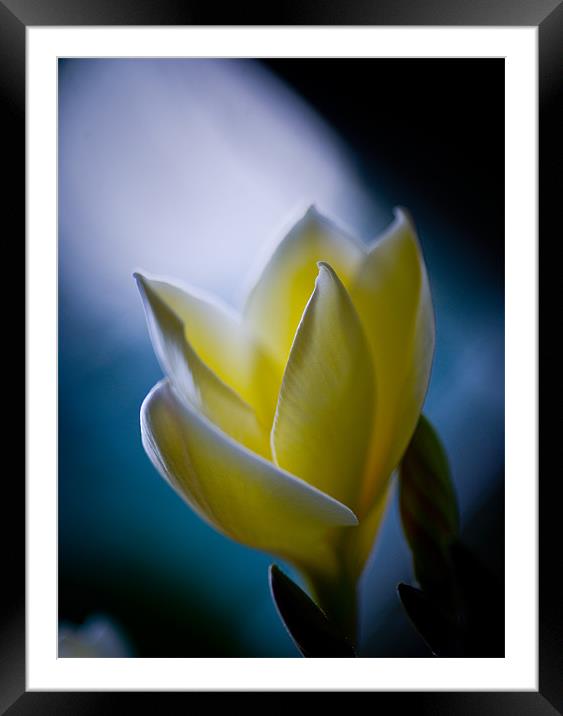 Softness Framed Mounted Print by Mark Robson