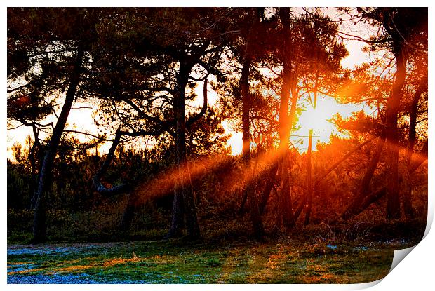 Sunset in French Nature Reserve Print by Susan Sanger