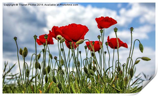 poppy Print by Thanet Photos