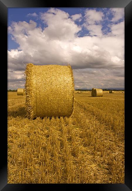 Fields of gold Framed Print by Jim kernan