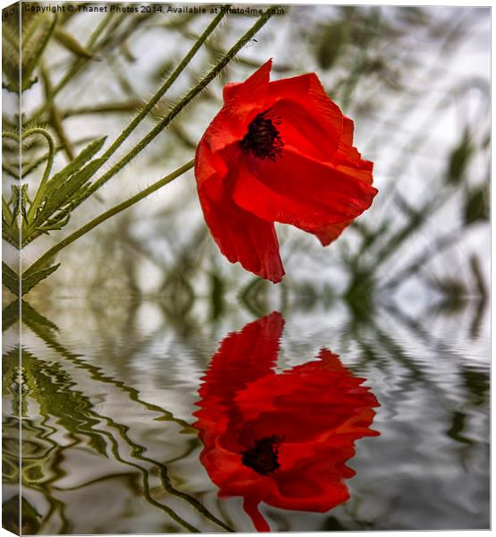 Poppy reflection Canvas Print by Thanet Photos