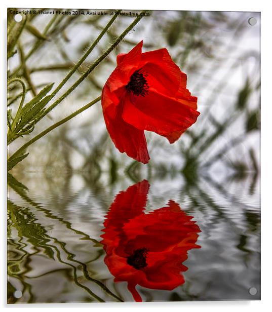 Poppy reflection Acrylic by Thanet Photos
