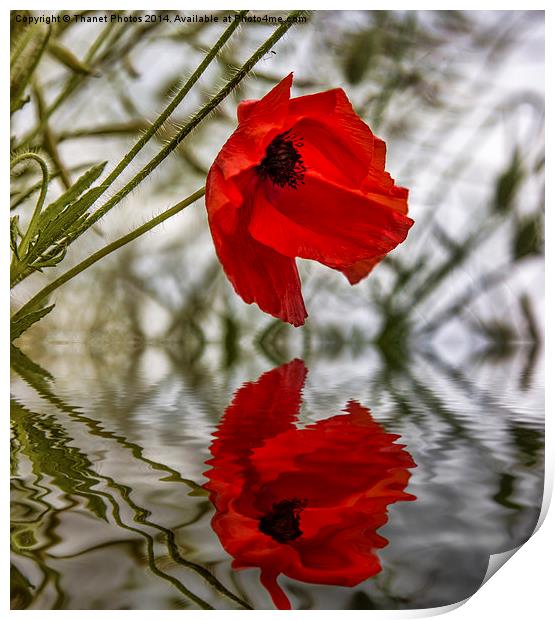 Poppy reflection Print by Thanet Photos