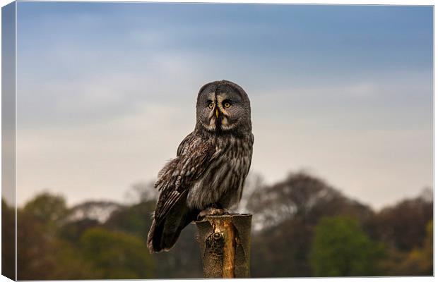 Owl Canvas Print by paul lewis