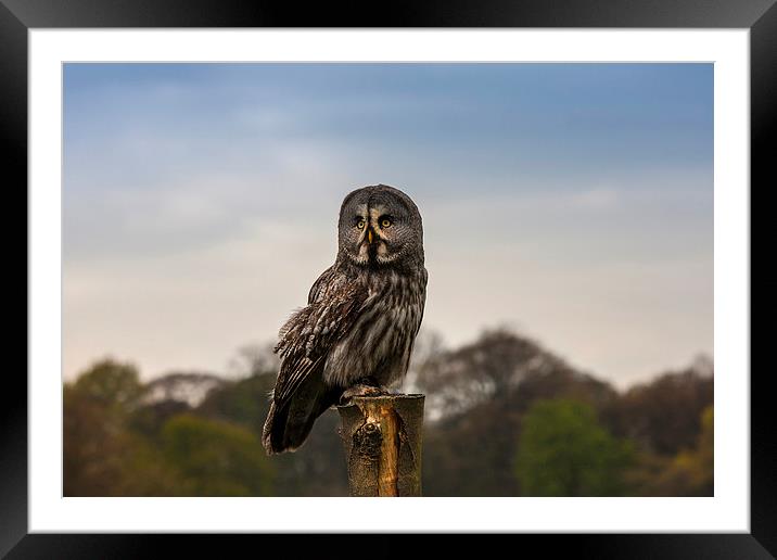 Owl Framed Mounted Print by paul lewis