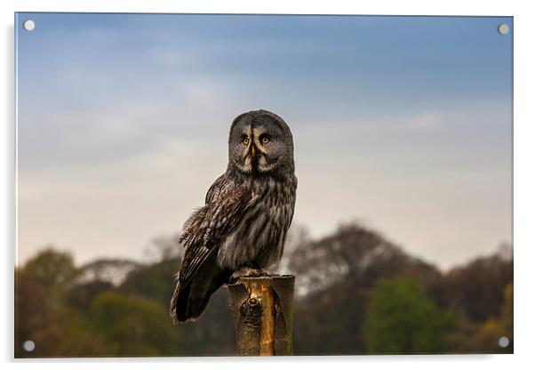 Owl Acrylic by paul lewis