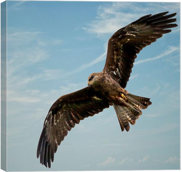 Red Kite Canvas Print by paul lewis