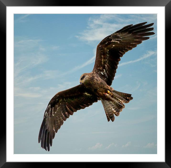 Red Kite Framed Mounted Print by paul lewis