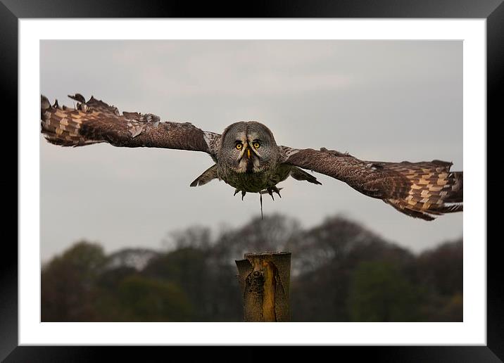 Grey Owl in Flight Framed Mounted Print by paul lewis
