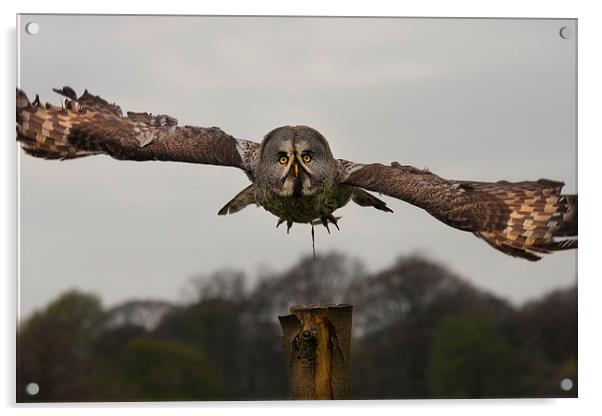 Grey Owl in Flight Acrylic by paul lewis