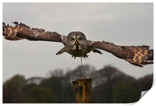 Grey Owl in Flight Print by paul lewis