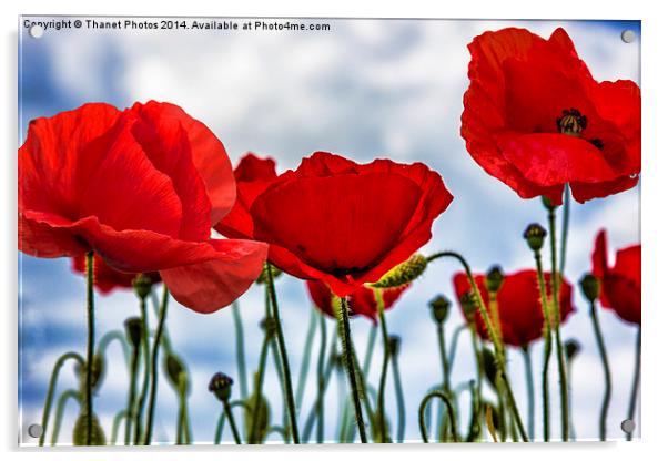 Poppy Art Acrylic by Thanet Photos