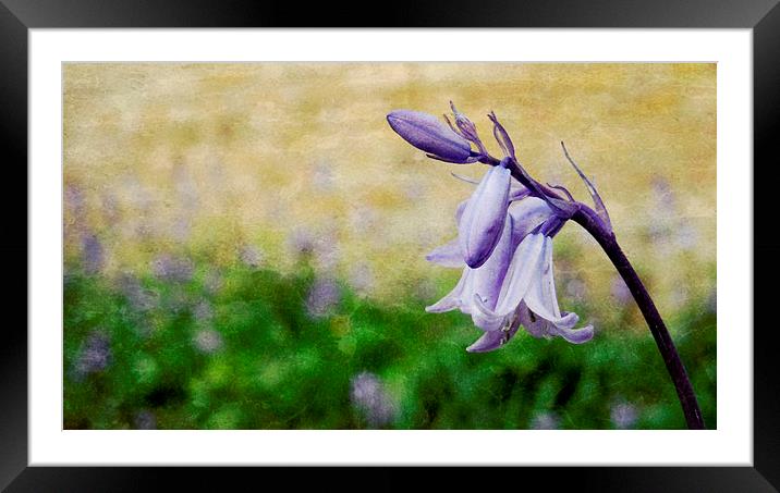 walled garden bluebell Framed Mounted Print by Heather Newton