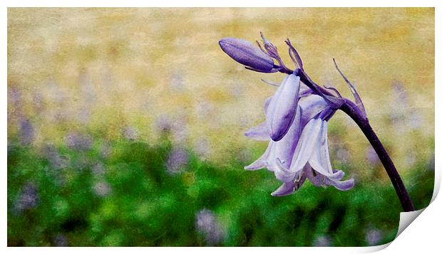 walled garden bluebell Print by Heather Newton